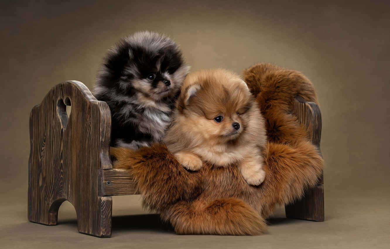 Adorable Puppies Cuddling Together