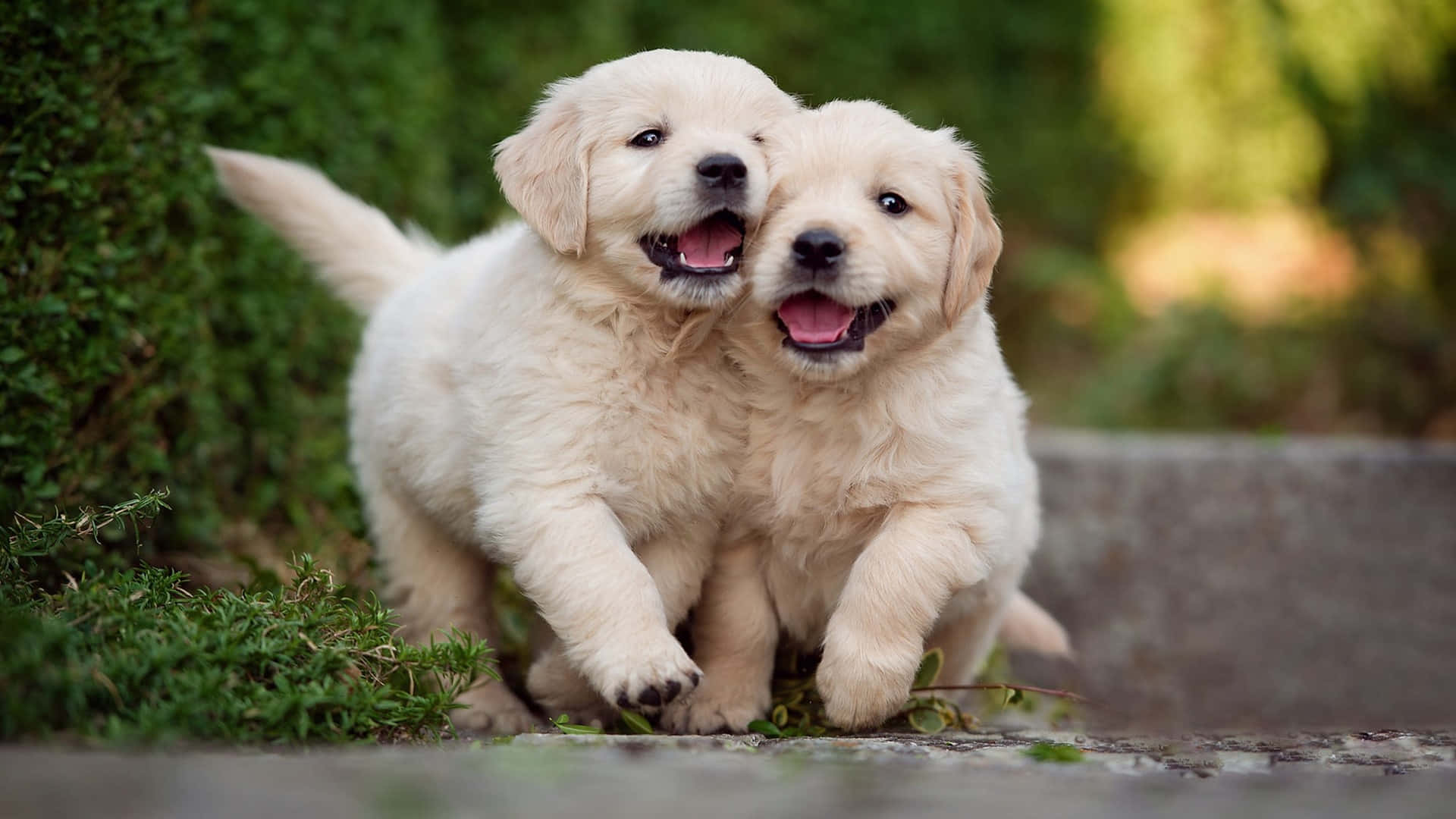 Adorable Puppies Playing Outdoors