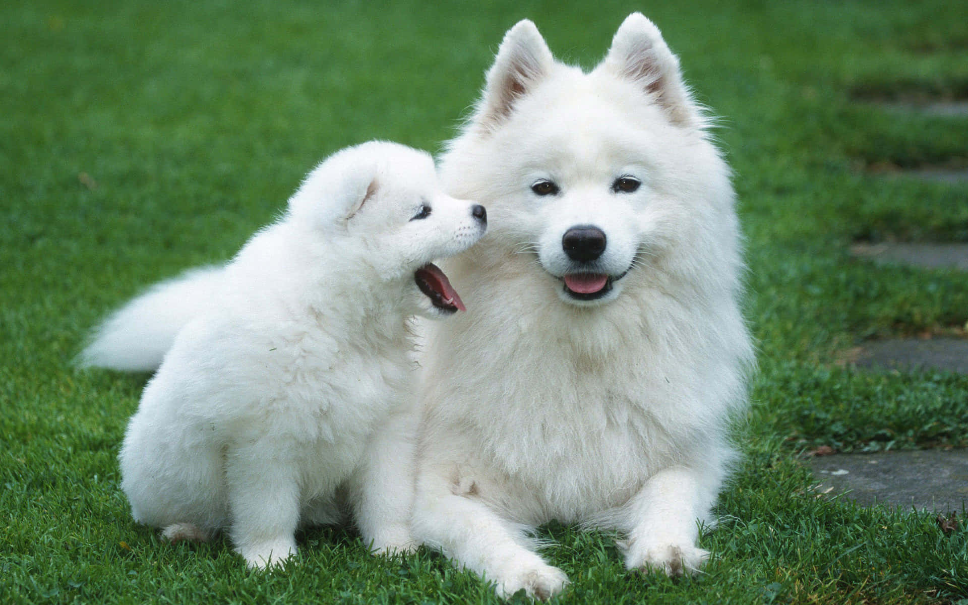 Adorable Puppies Playing Outdoors