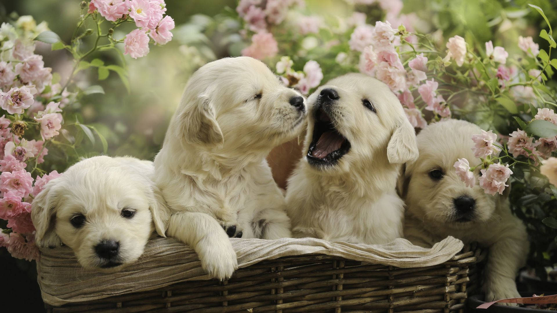 Puppyer i kurv med blomster Wallpaper