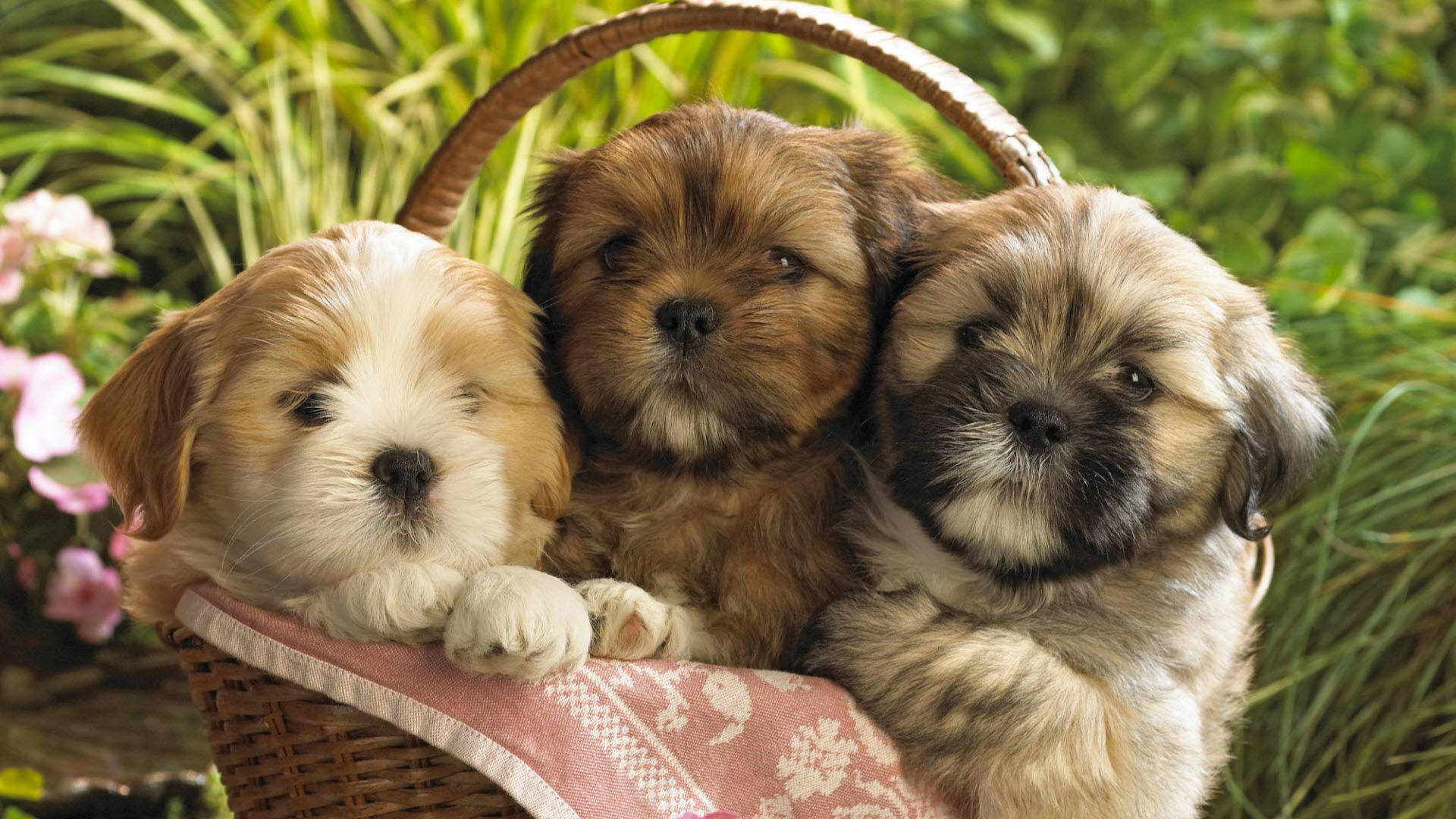 Puppies In The Basket Wallpaper