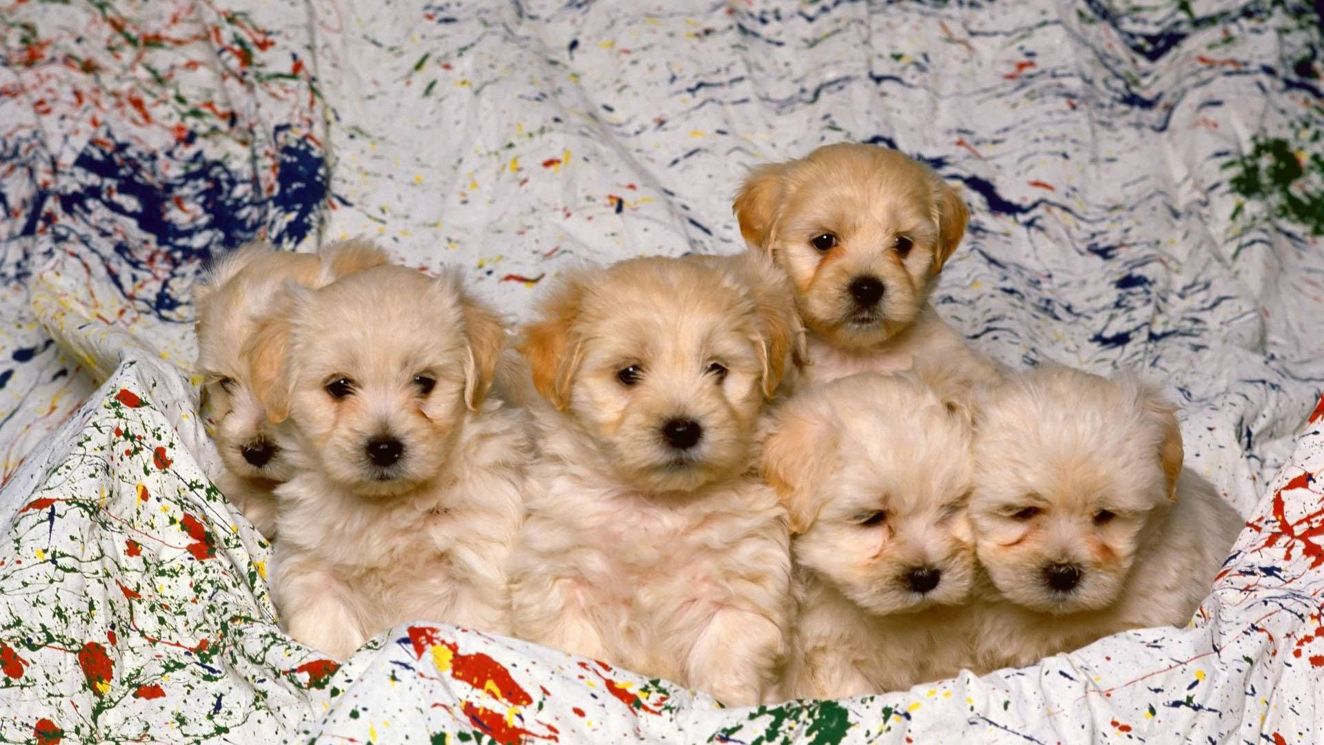 Puppies On Colorful Blanket Wallpaper