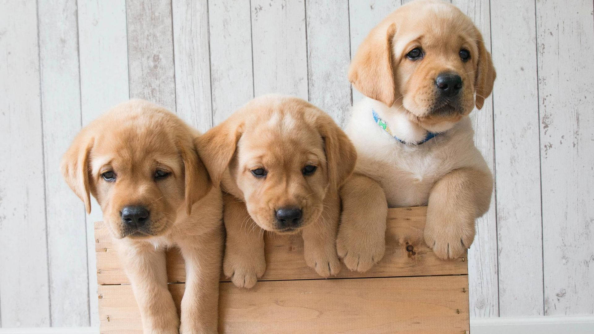 Puppies On Tray Wallpaper