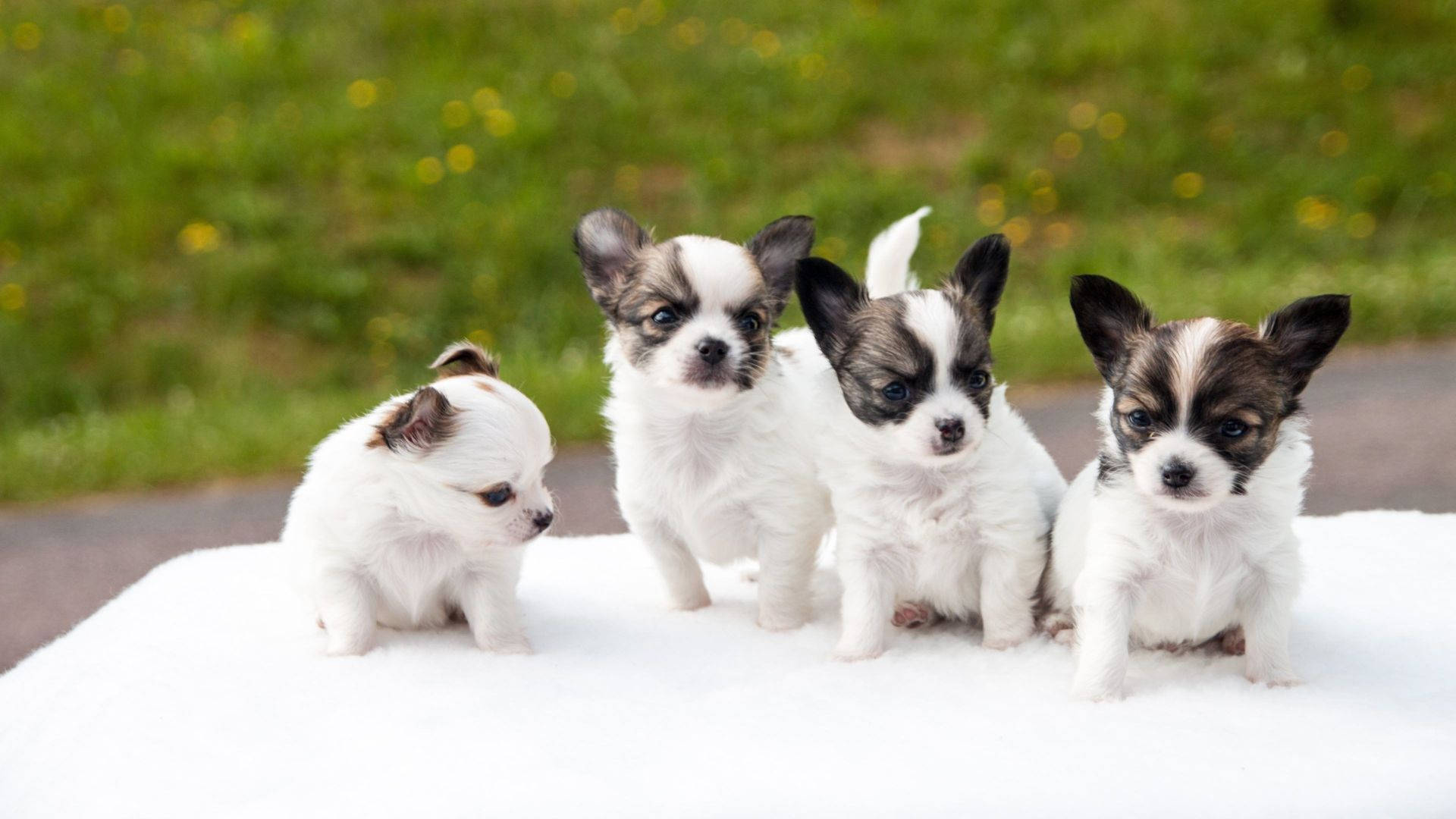Puppies On White Table Wallpaper