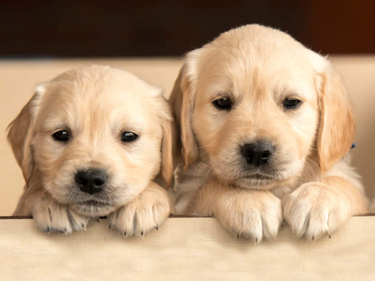 Three Golden Retriever Puppies Looking Out Of A Box