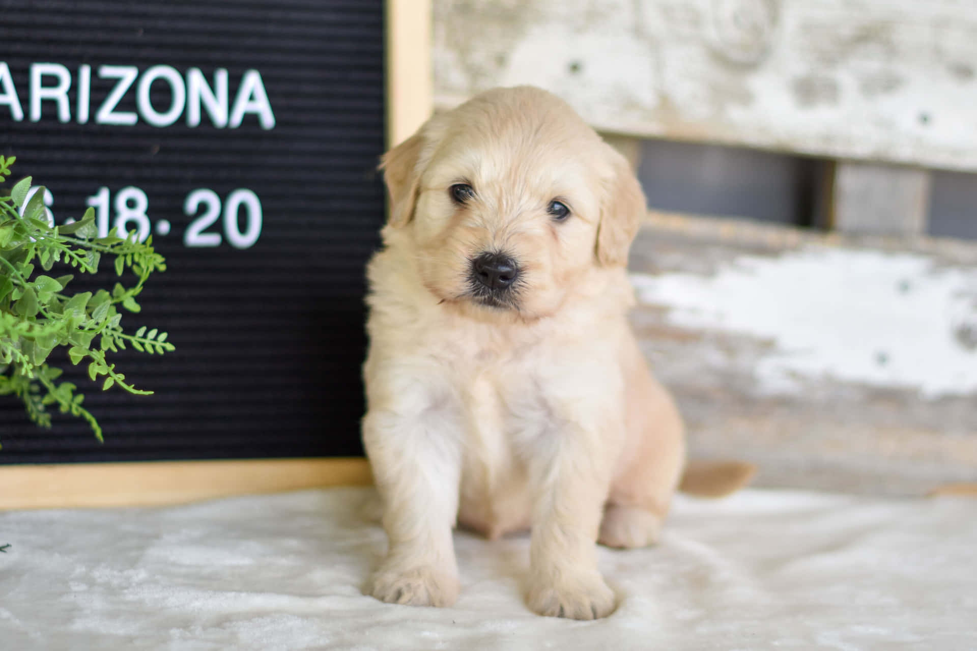 A Golden Retriever Puppy Sitting In Front Of A Sign
