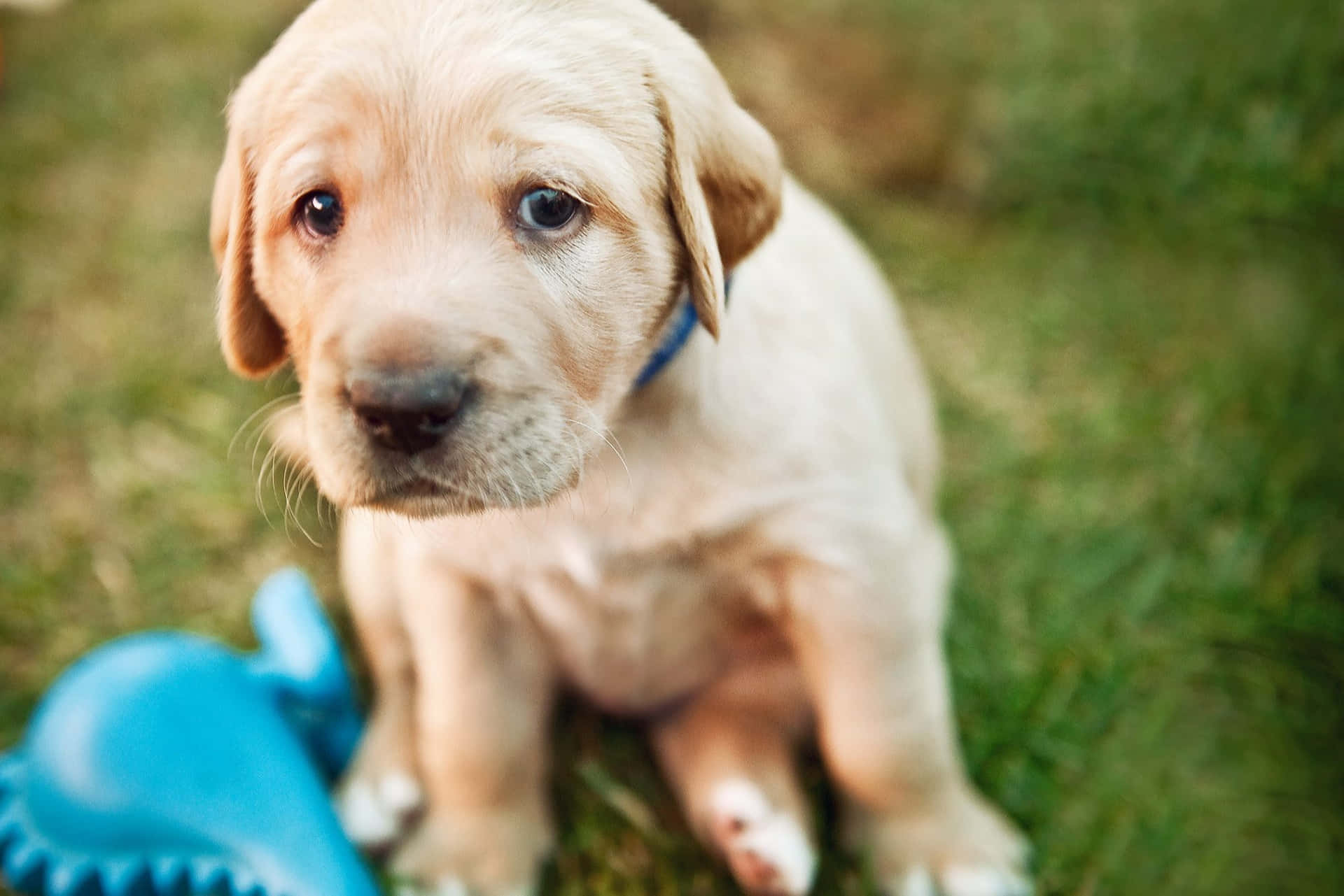 A Puppy Is Sitting On The Grass With A Blue Toy