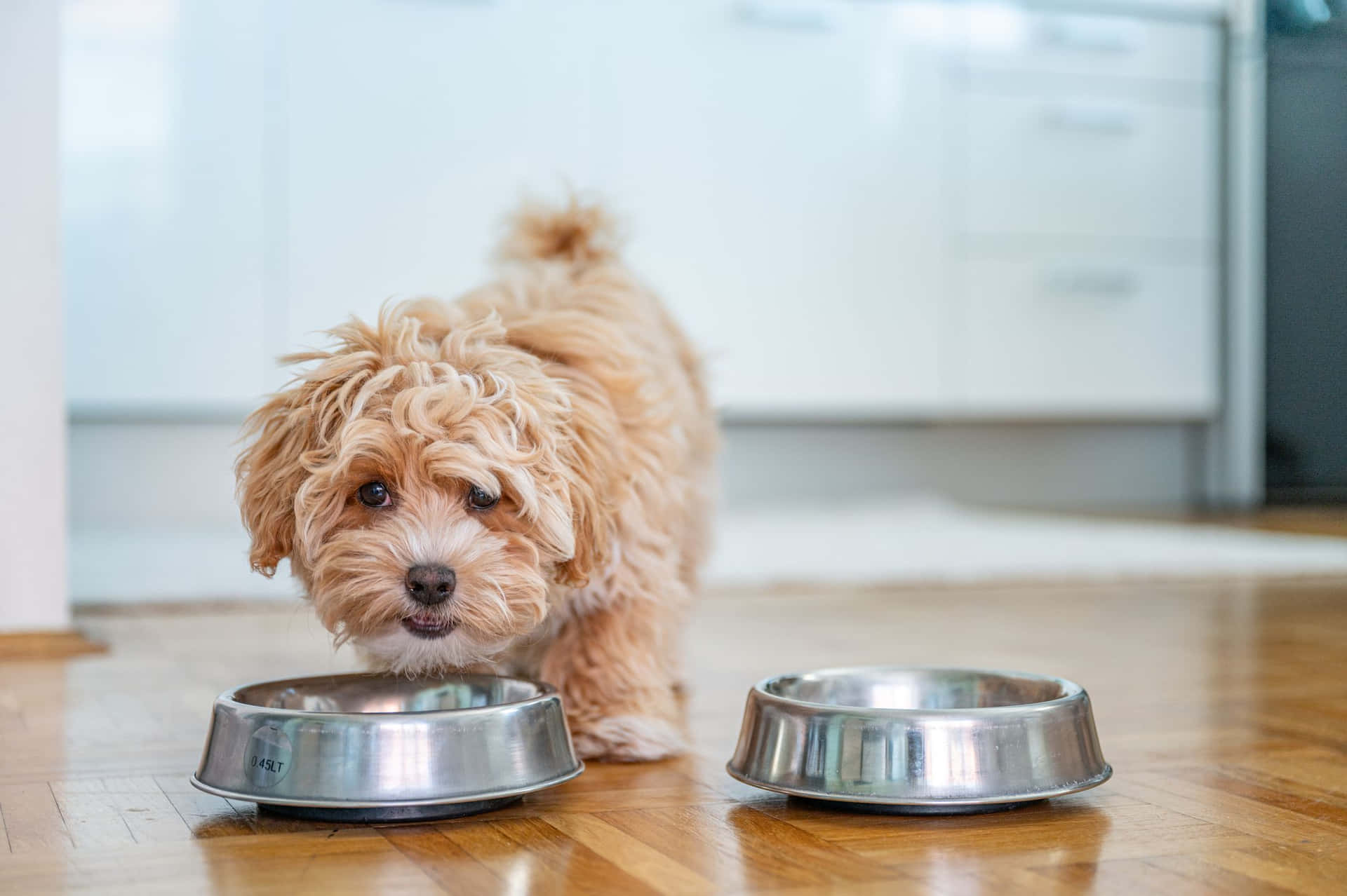 A Small Dog Standing Next To Two Metal Bowls