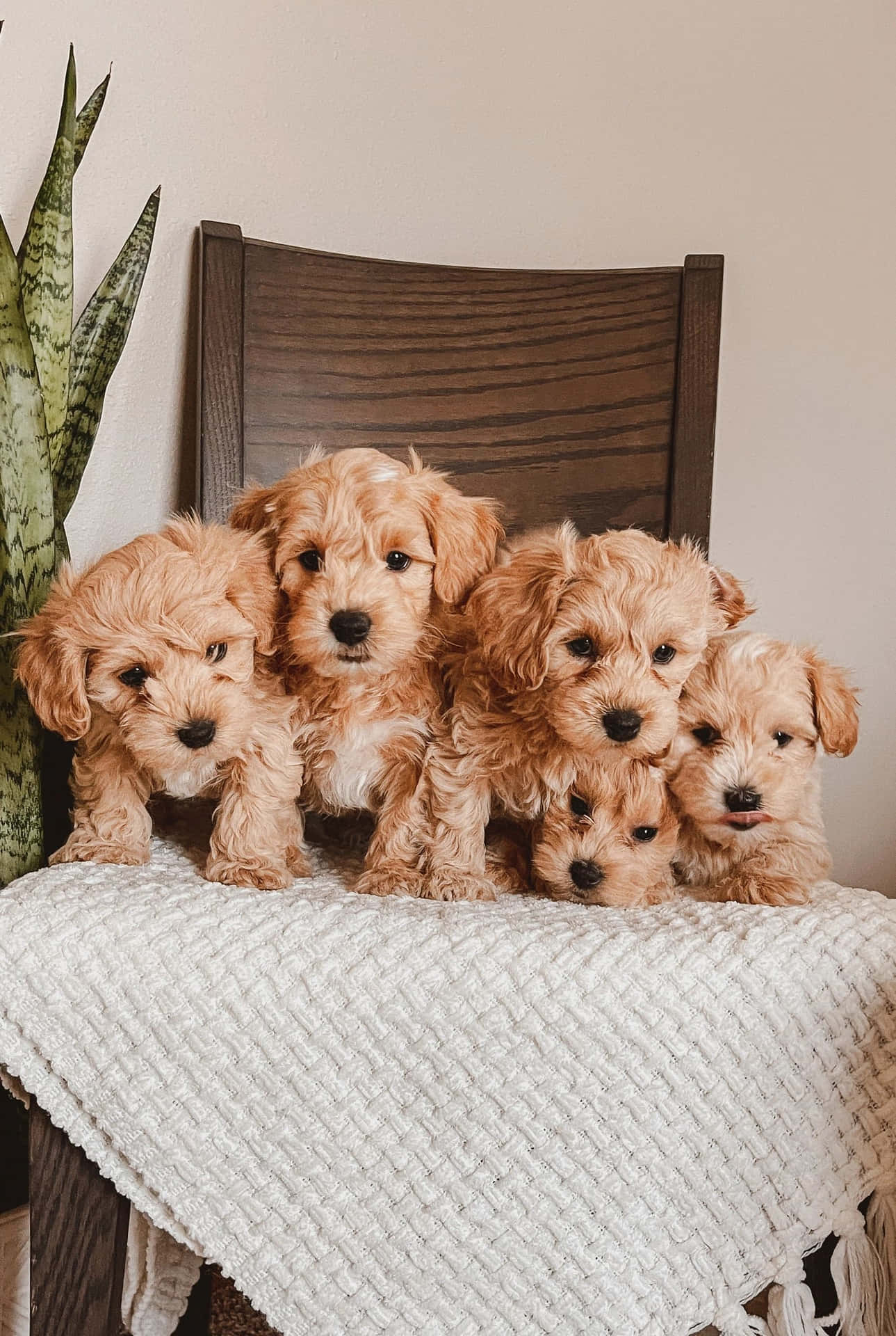"Aww... meet these adorable little puppies!"