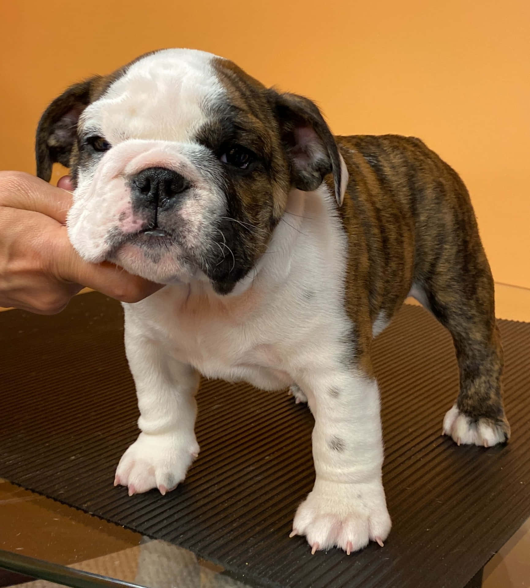 Download A Small Bulldog Puppy Is Being Petted By A Person | Wallpapers.com