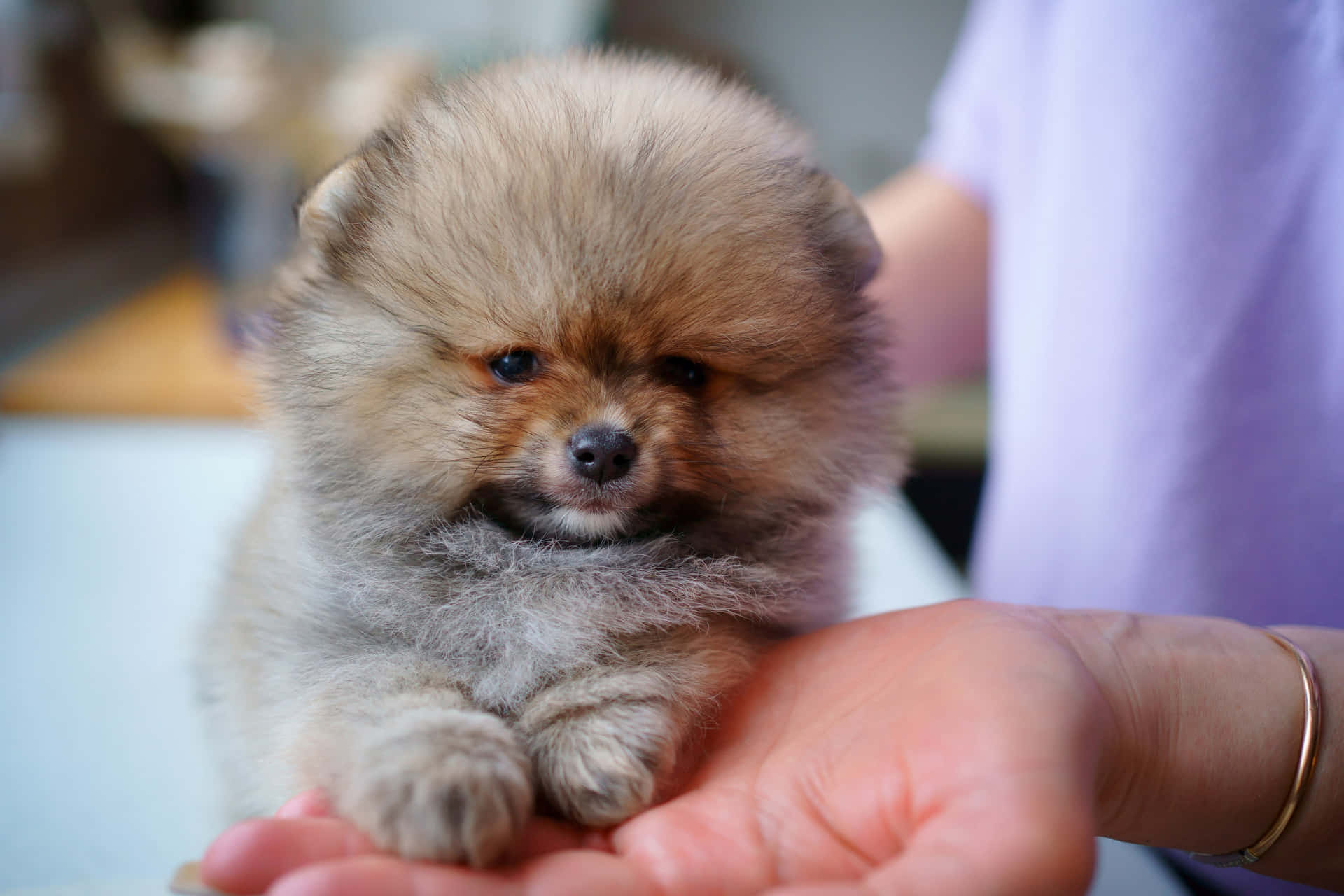 A Small Brown And White Pomeranian Puppy