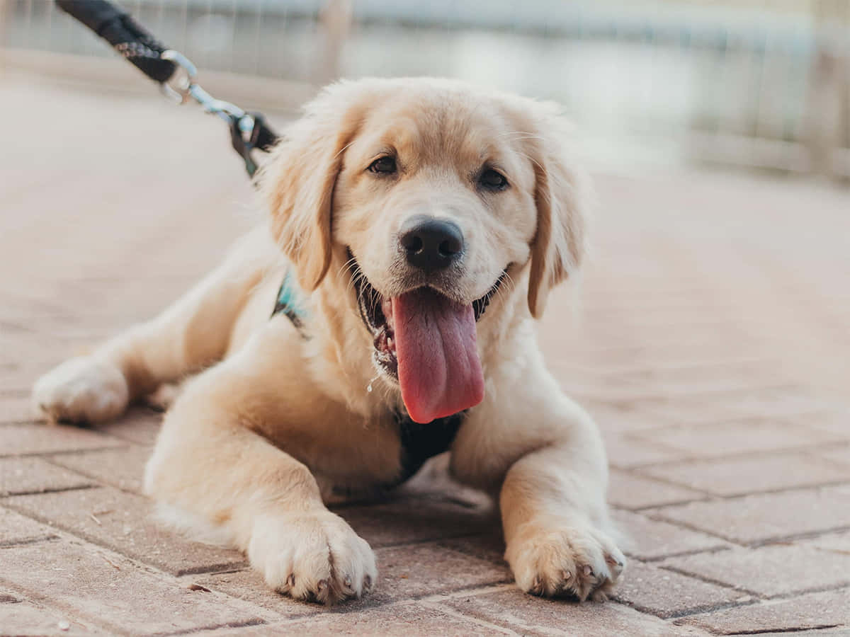 A Golden Retriever Puppy Laying On A Leash