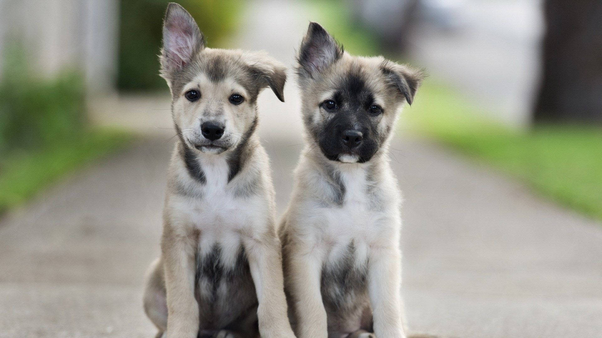Puppies Sitting Outside Wallpaper