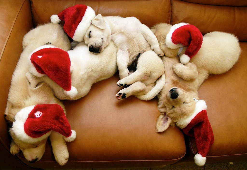 Cachorrosusando Bonitos Sombreros De Navidad. Fondo de pantalla