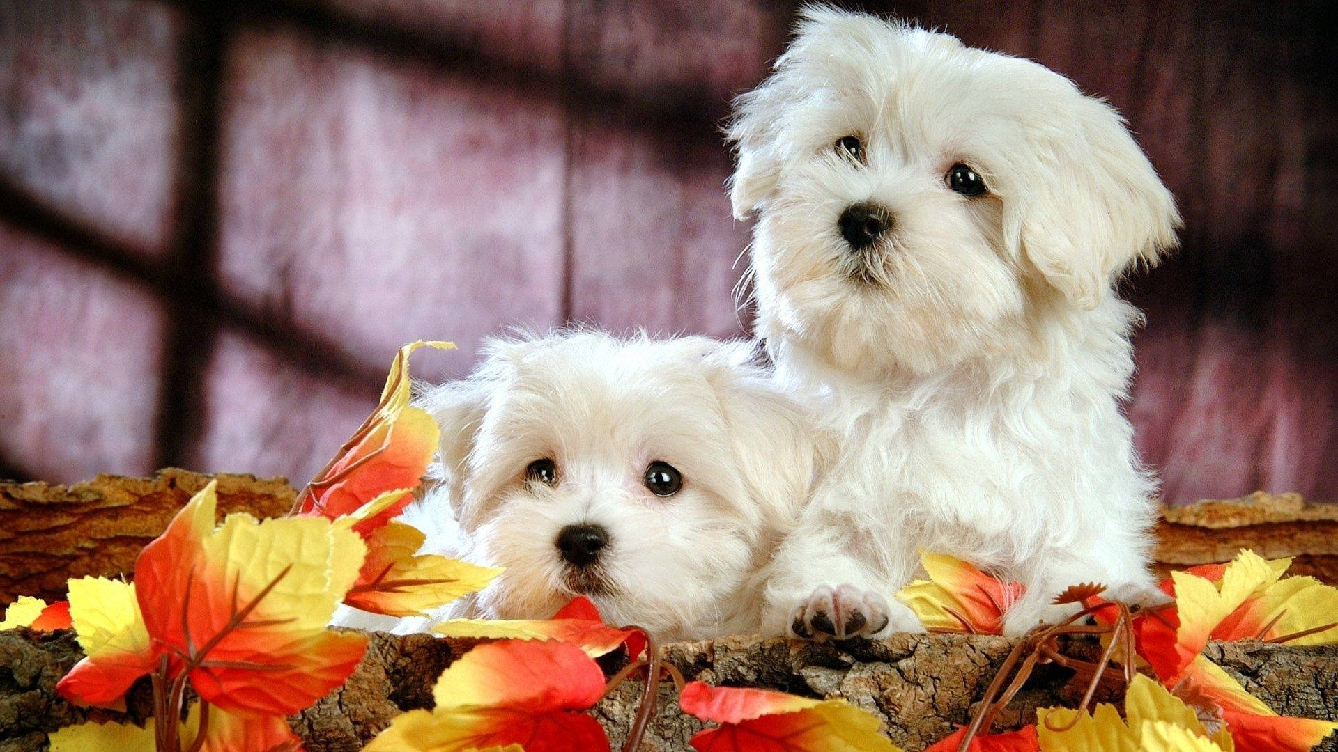Puppies With Foliage Wallpaper