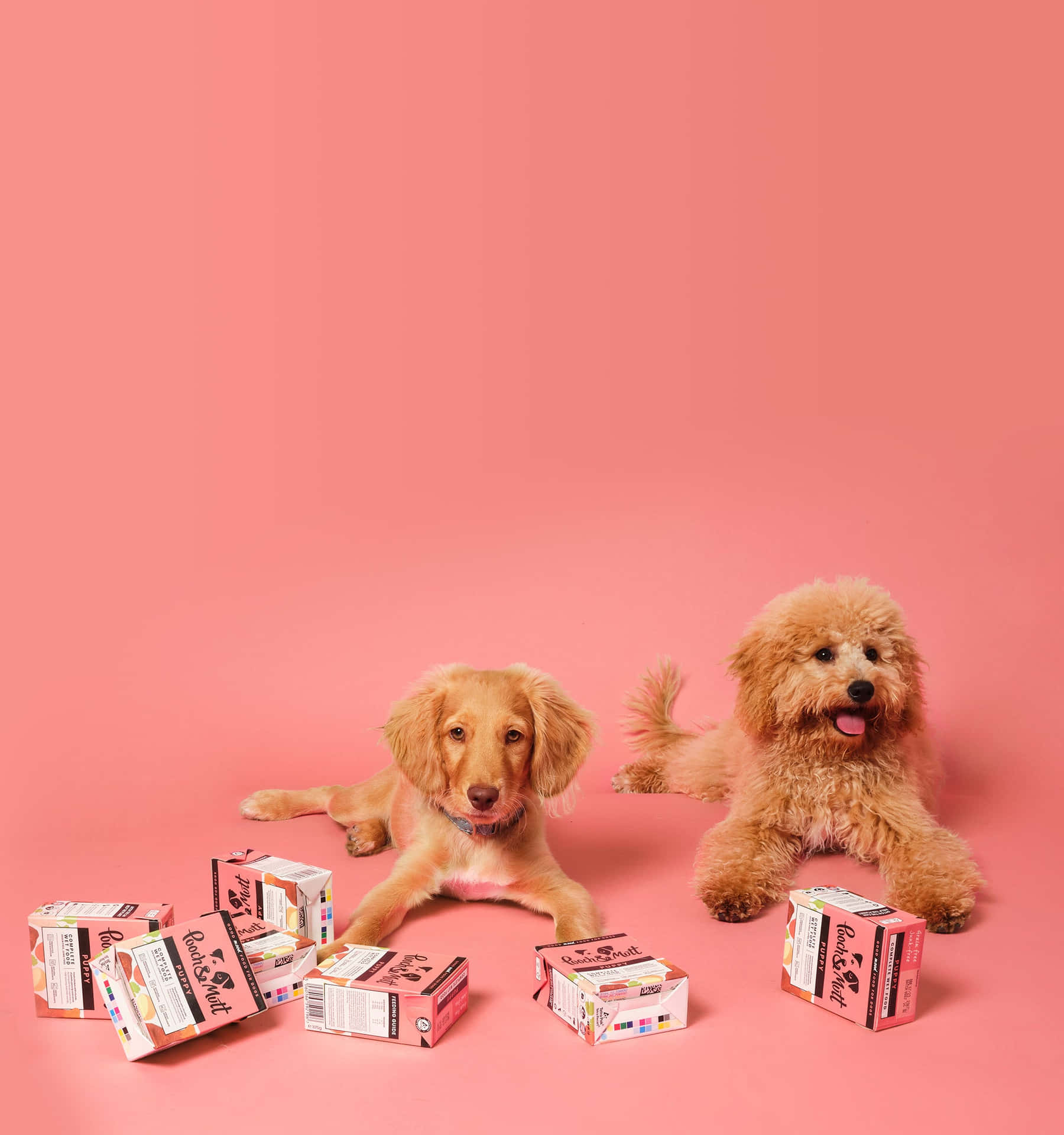 Puppies With Pink Backgroundand Boxes Wallpaper