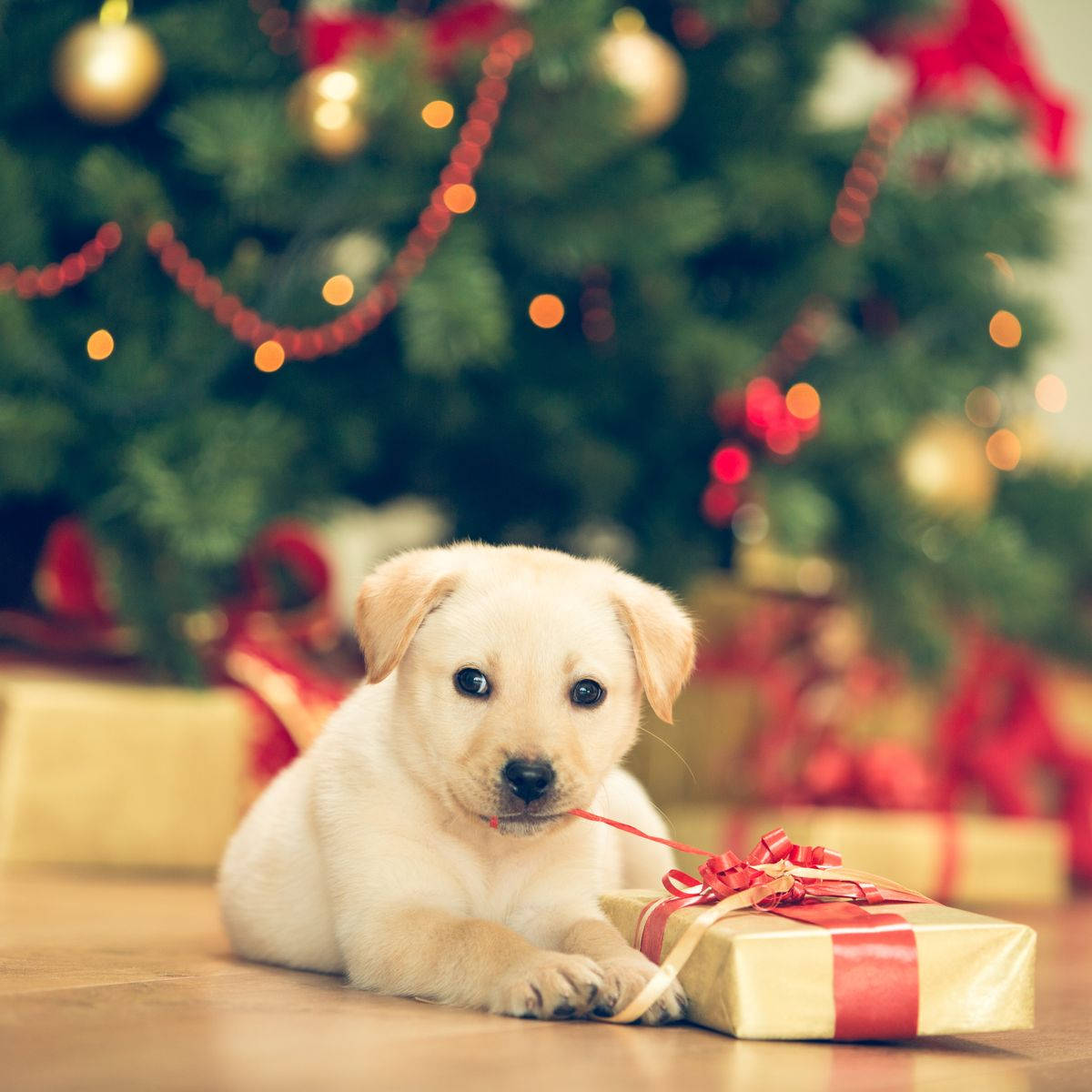 Puppy And Christmas Present