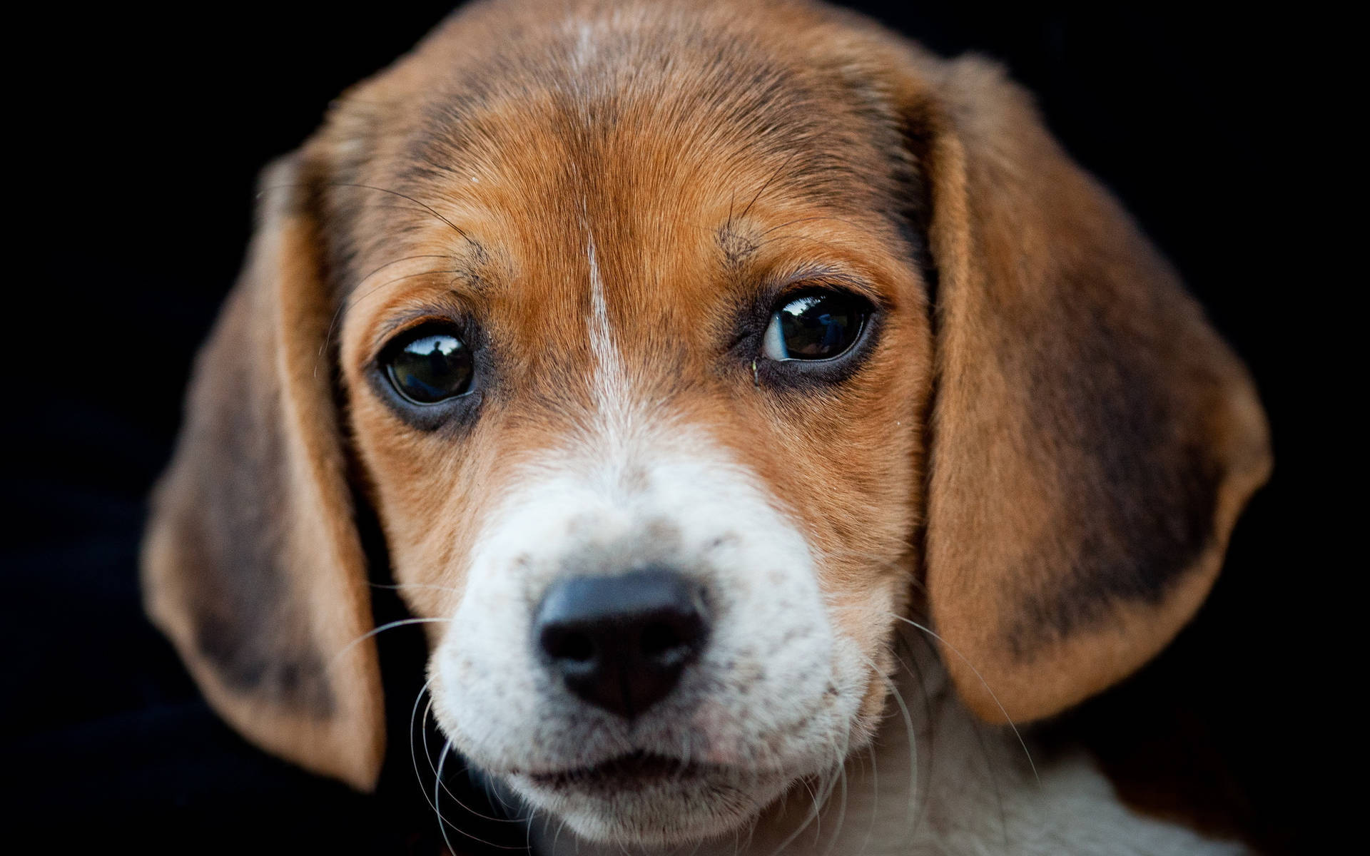 Puppy Beagle Dog On Black Background Wallpaper