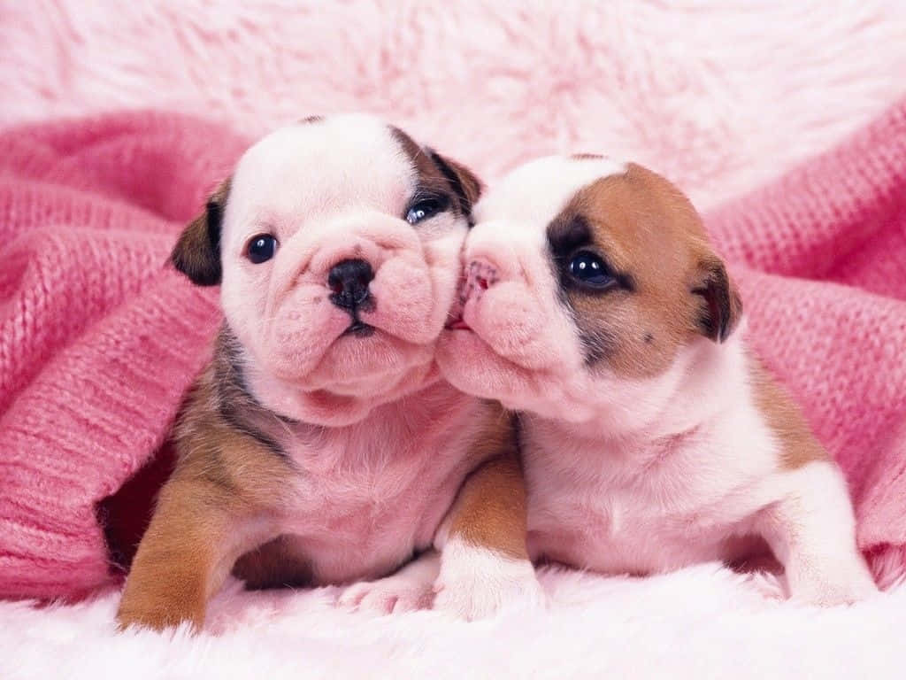 Pink Blanket Puppy Bulldog Picture