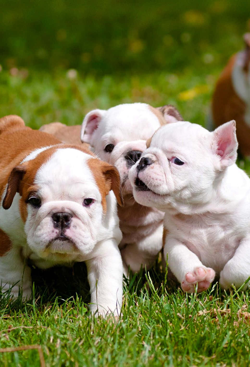 Cute Playing Puppy Bulldog Picture