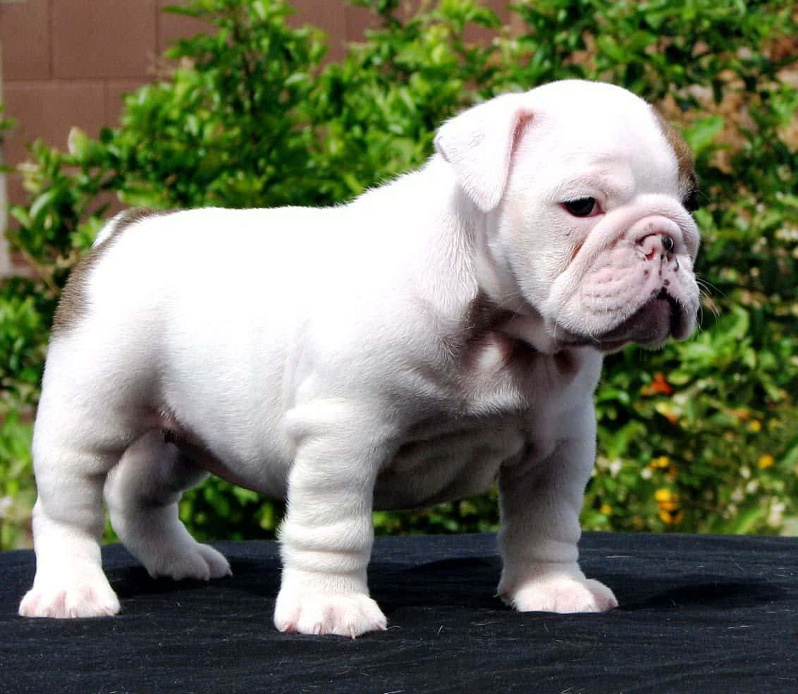 Cute White Puppy Bulldog Picture