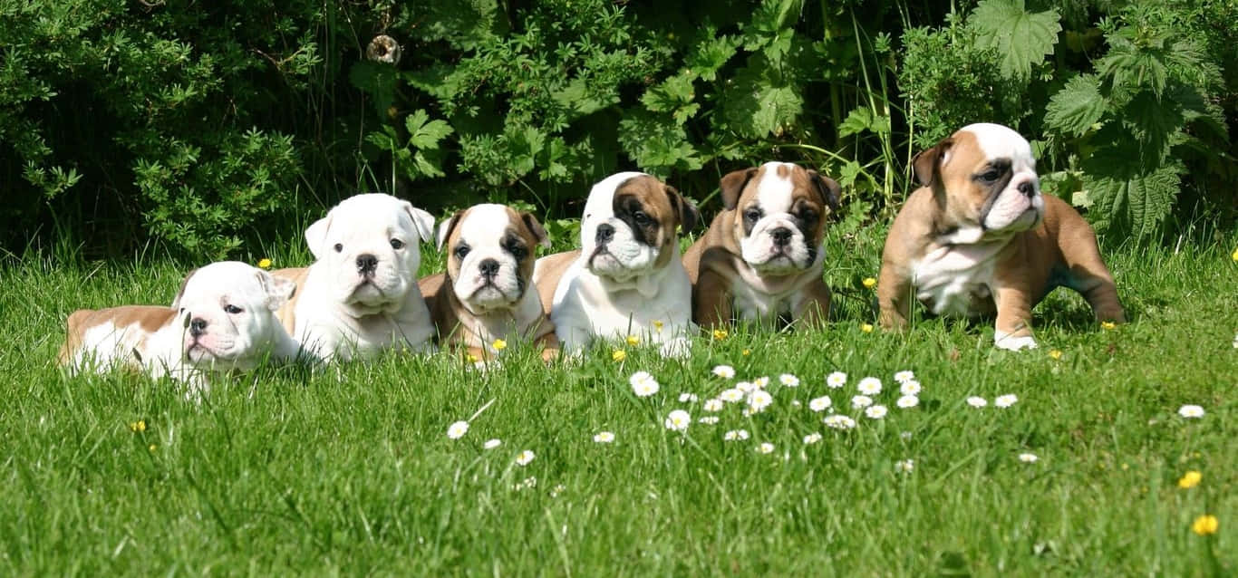 Cute Family Puppy Bulldog Picture