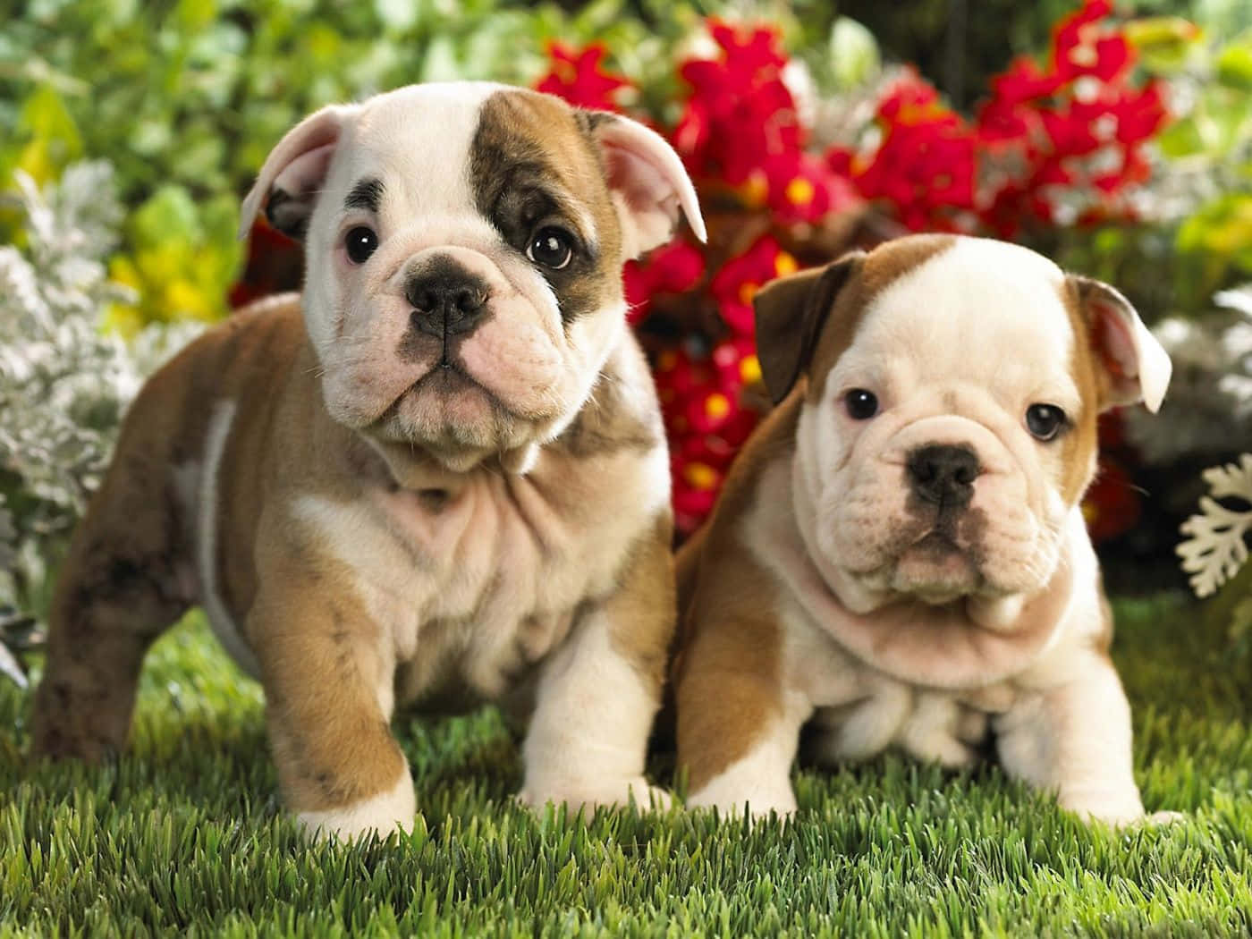 Puppy Wrinkly Face Bulldog Picture