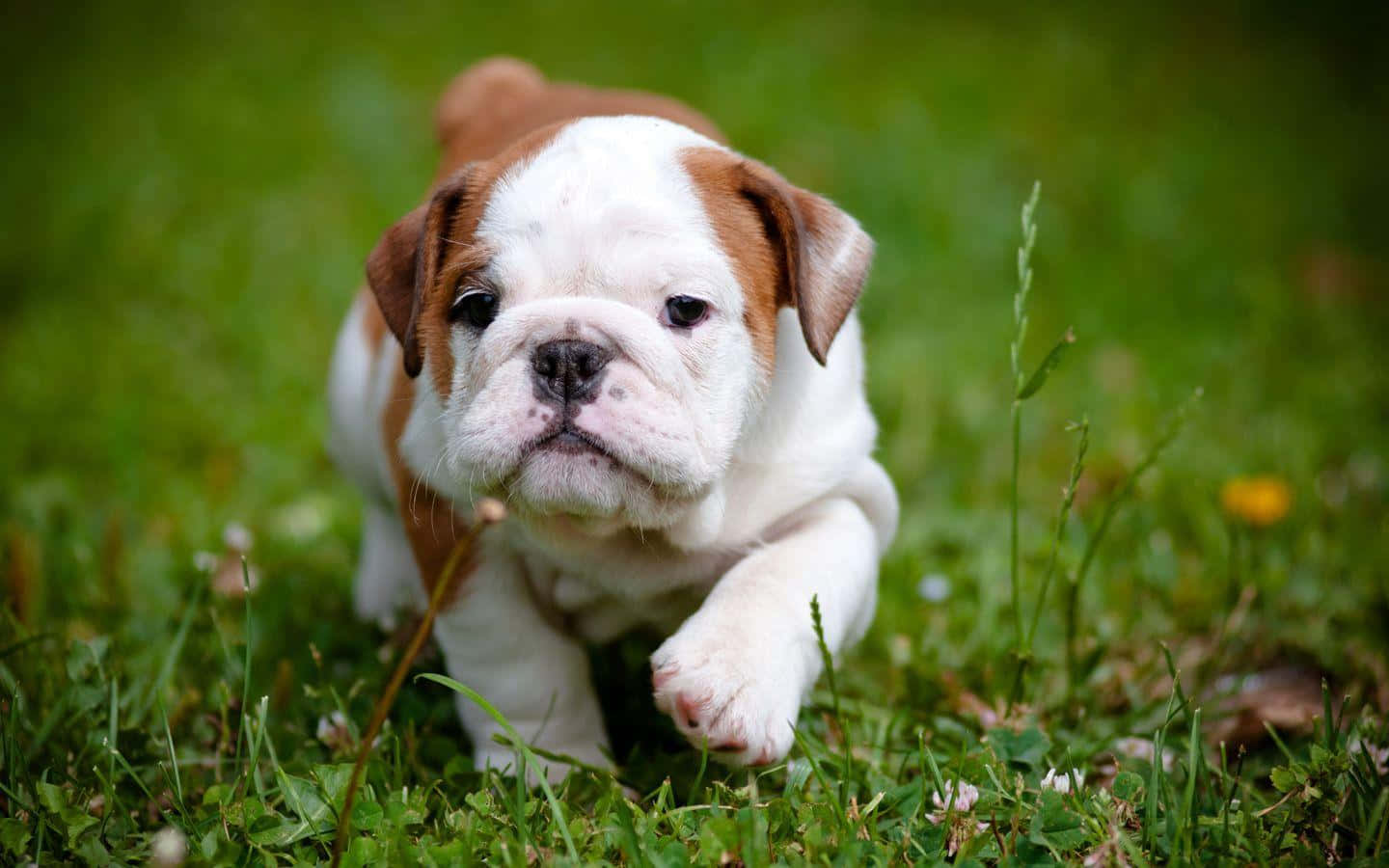 Puppy Bulldog Cute Running Picture