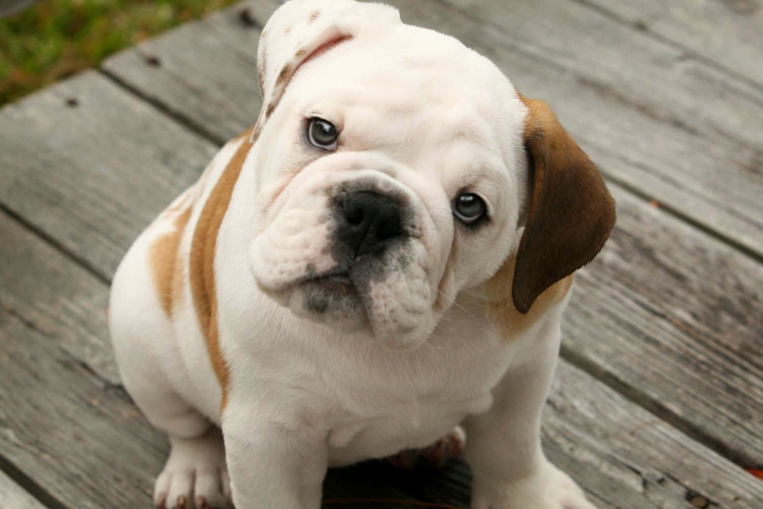 Cute Curious Puppy Bulldog Picture
