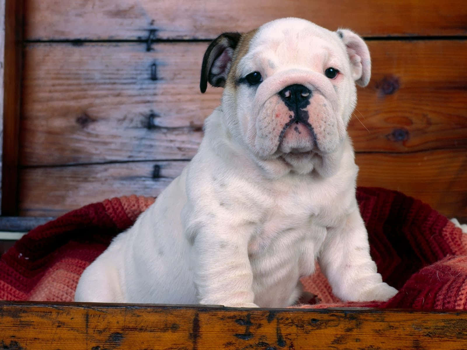 Imagende Bulldog Con Una Tierna Carita De Cachorro Adorable