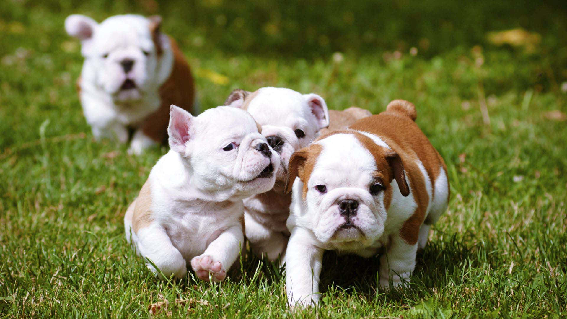 Adorable Running Puppy Bulldog Picture