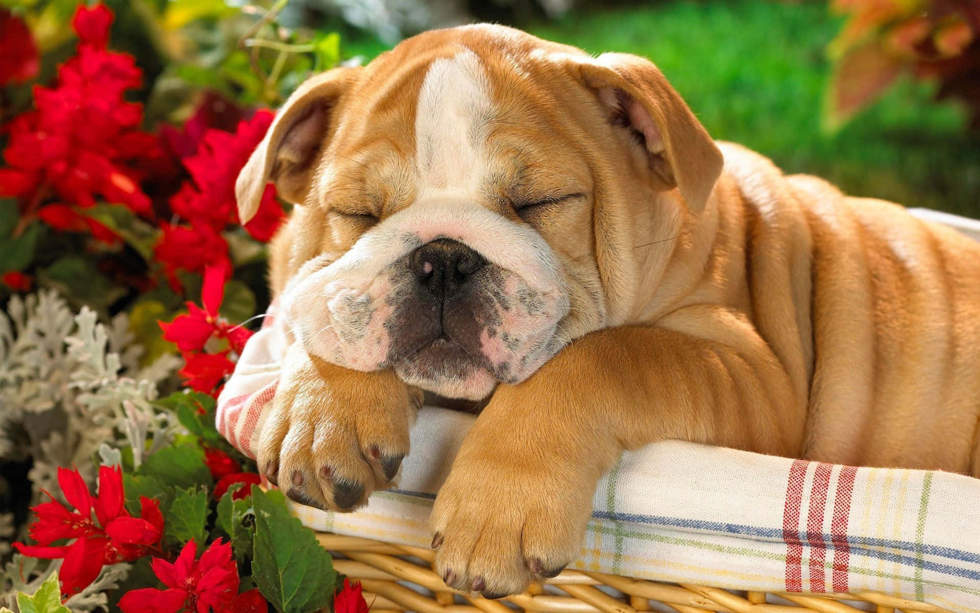 Fotocarina Di Un Cucciolo Di Bulldog Che Dorme