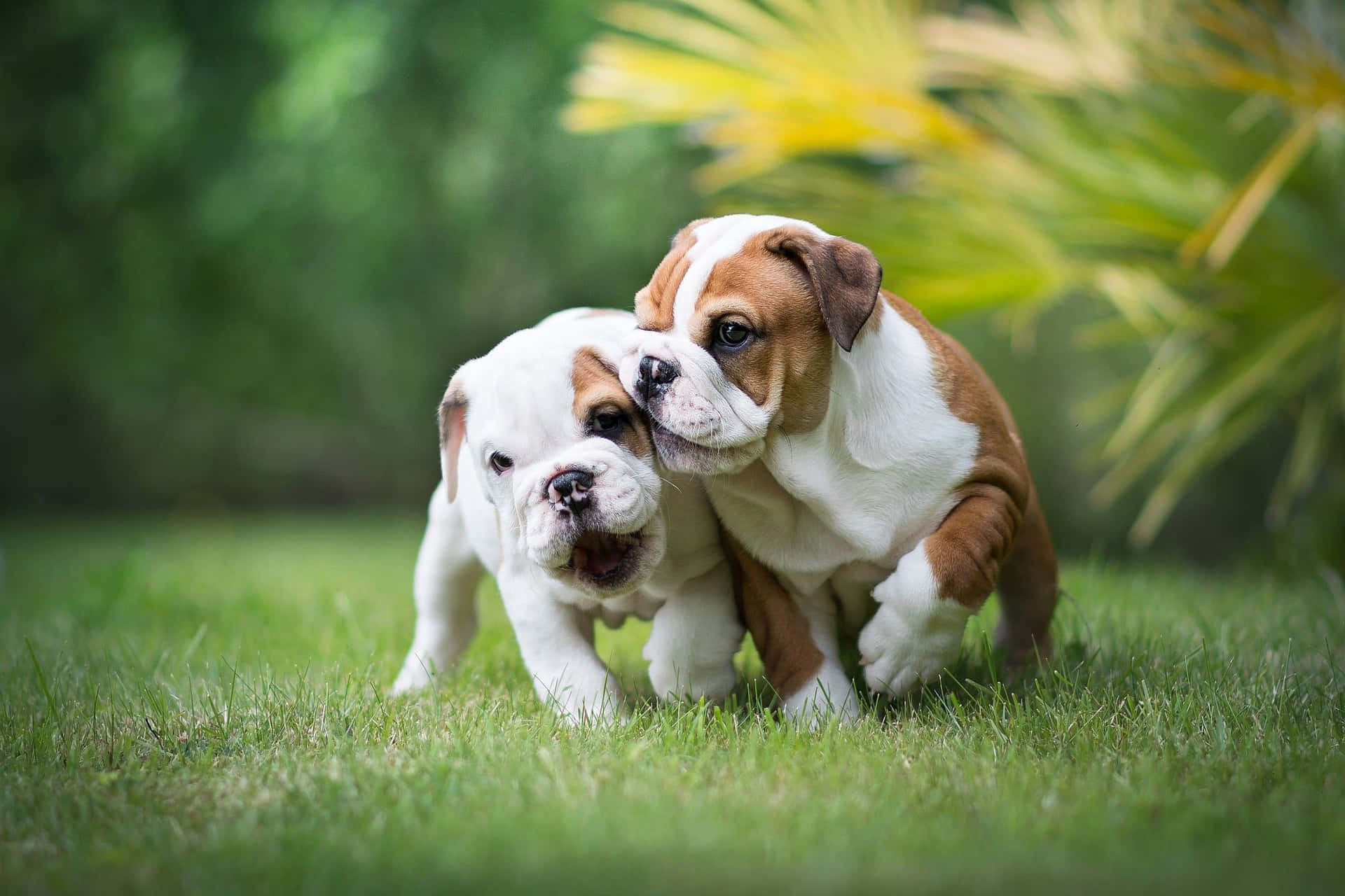 Playing Garden Puppy Bulldog Picture