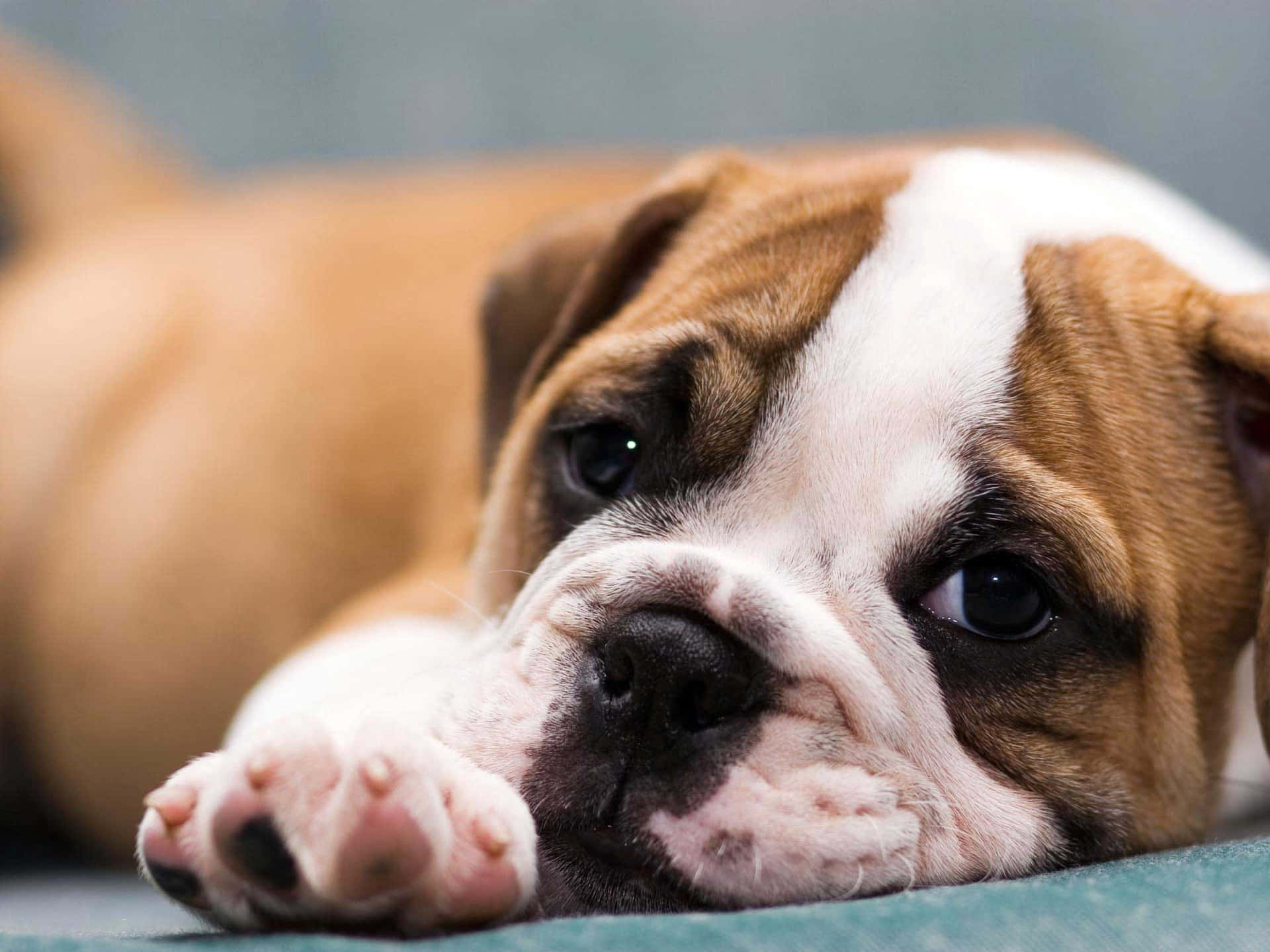 Adorablefoto De Un Cachorro Bulldog Triste.