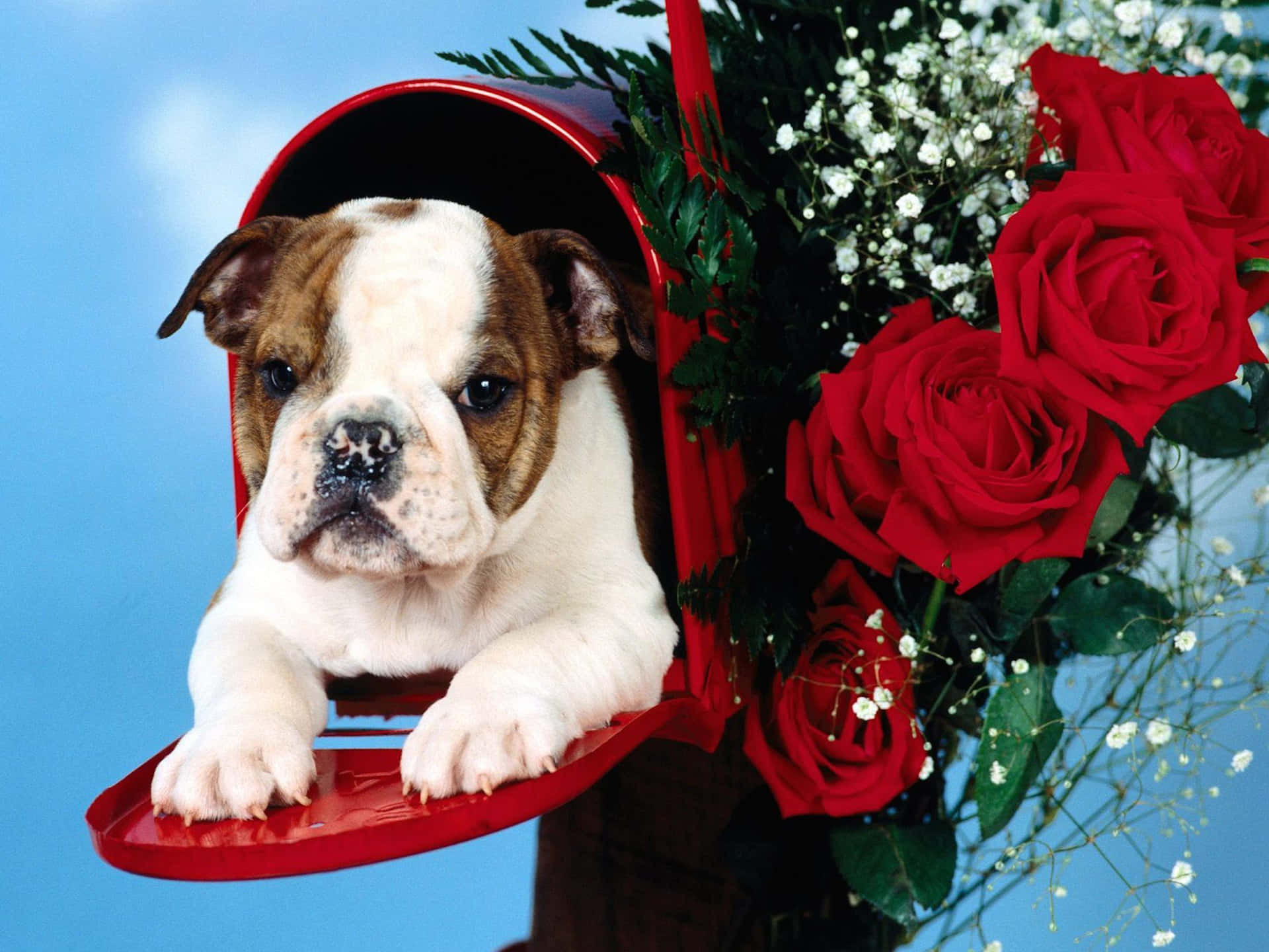 Mail Roses Puppy Bulldog Picture