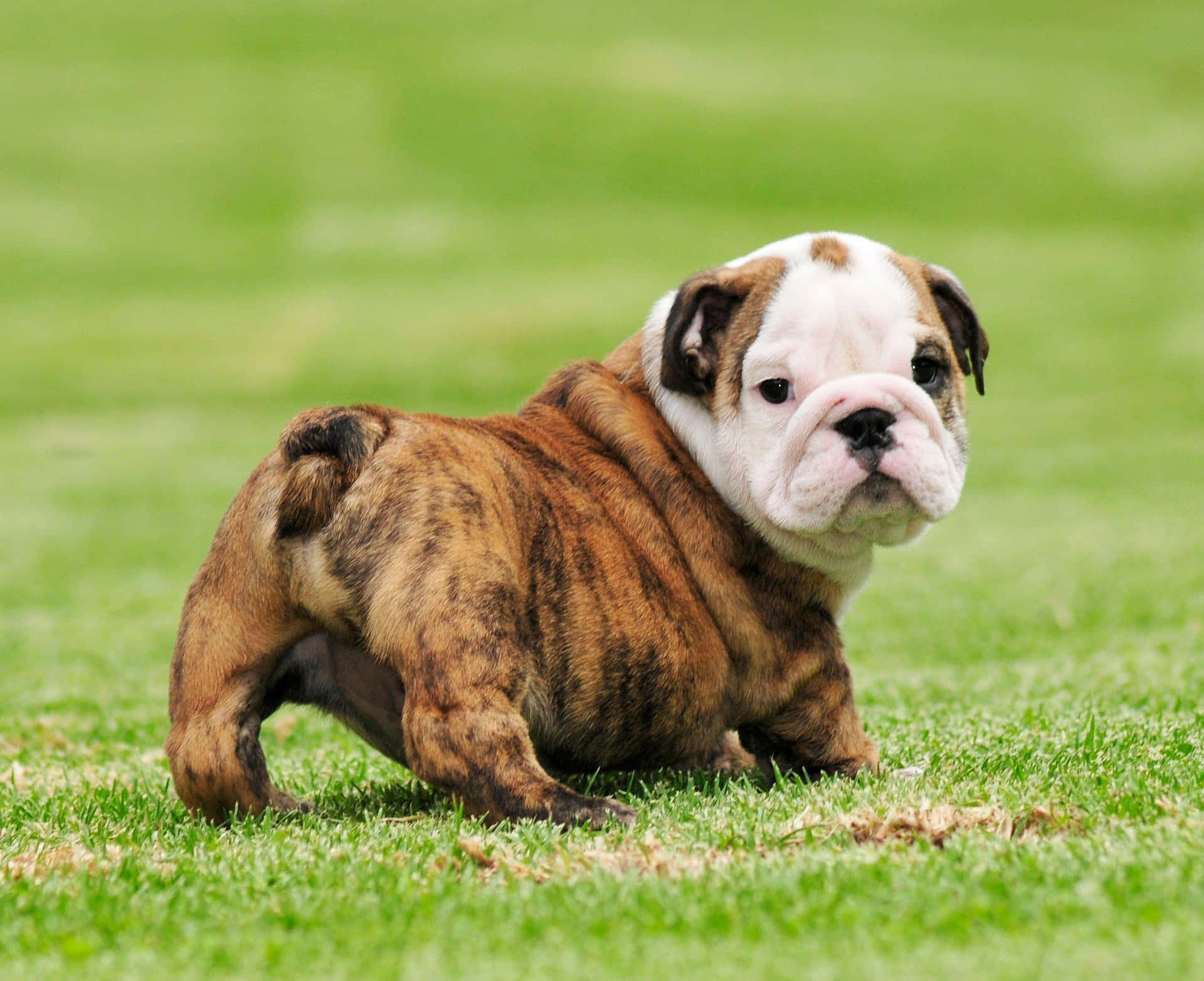 Cute Running Puppy Bulldog Picture