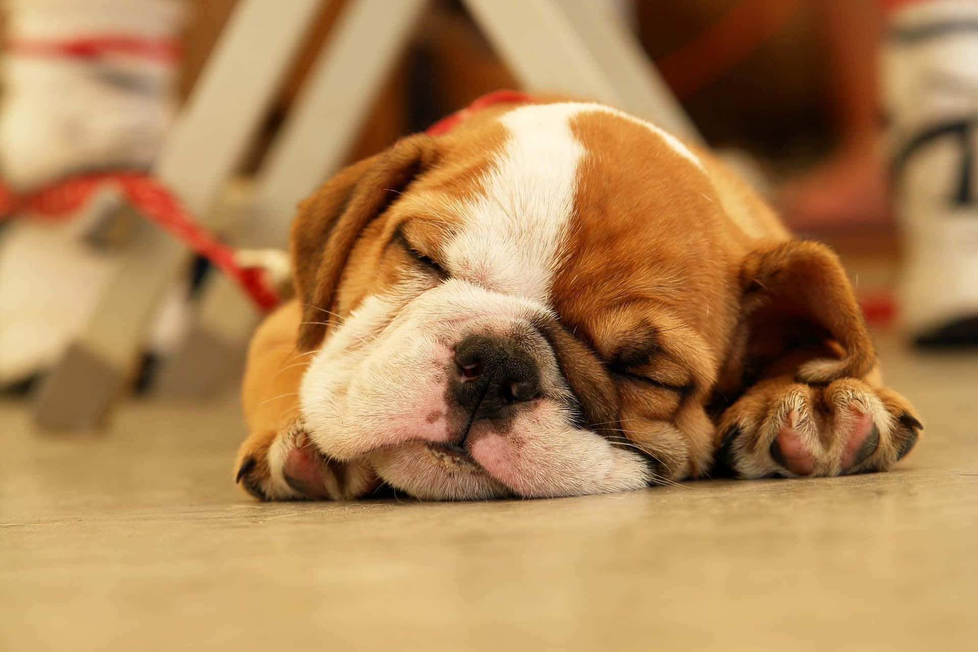 Immaginedi Un Adorabile Cucciolo Bulldog Che Dorme