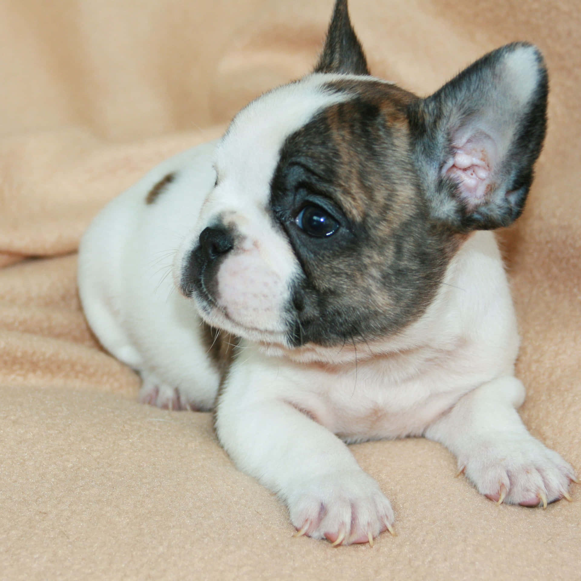 Cute Face Puppy Bulldog Picture