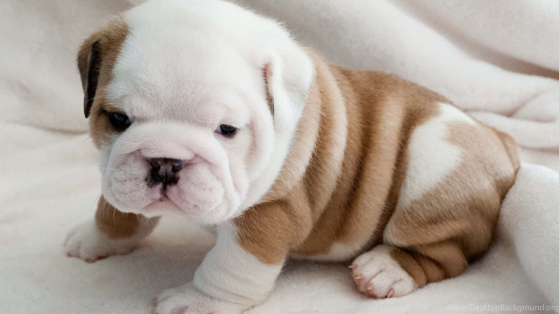 Fluffy Chubby Puppy Bulldog Picture