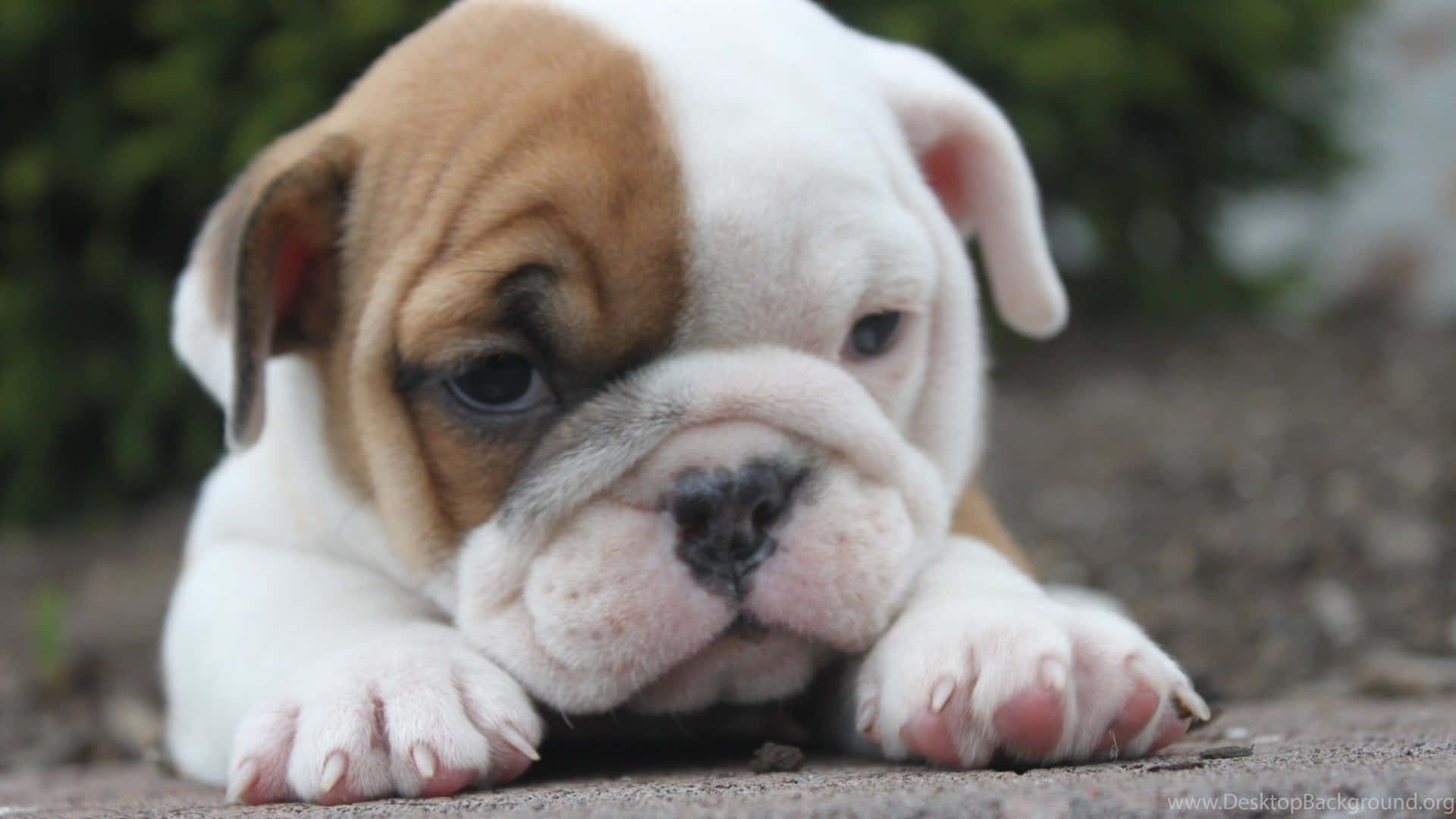 Wrinkly Face Puppy Bulldog Picture