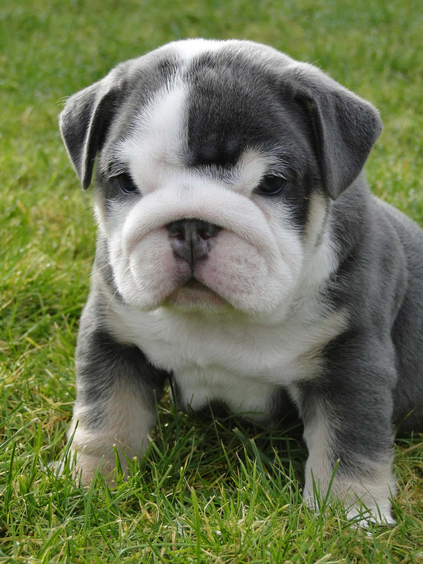 Adorable Face Puppy Bulldog Picture