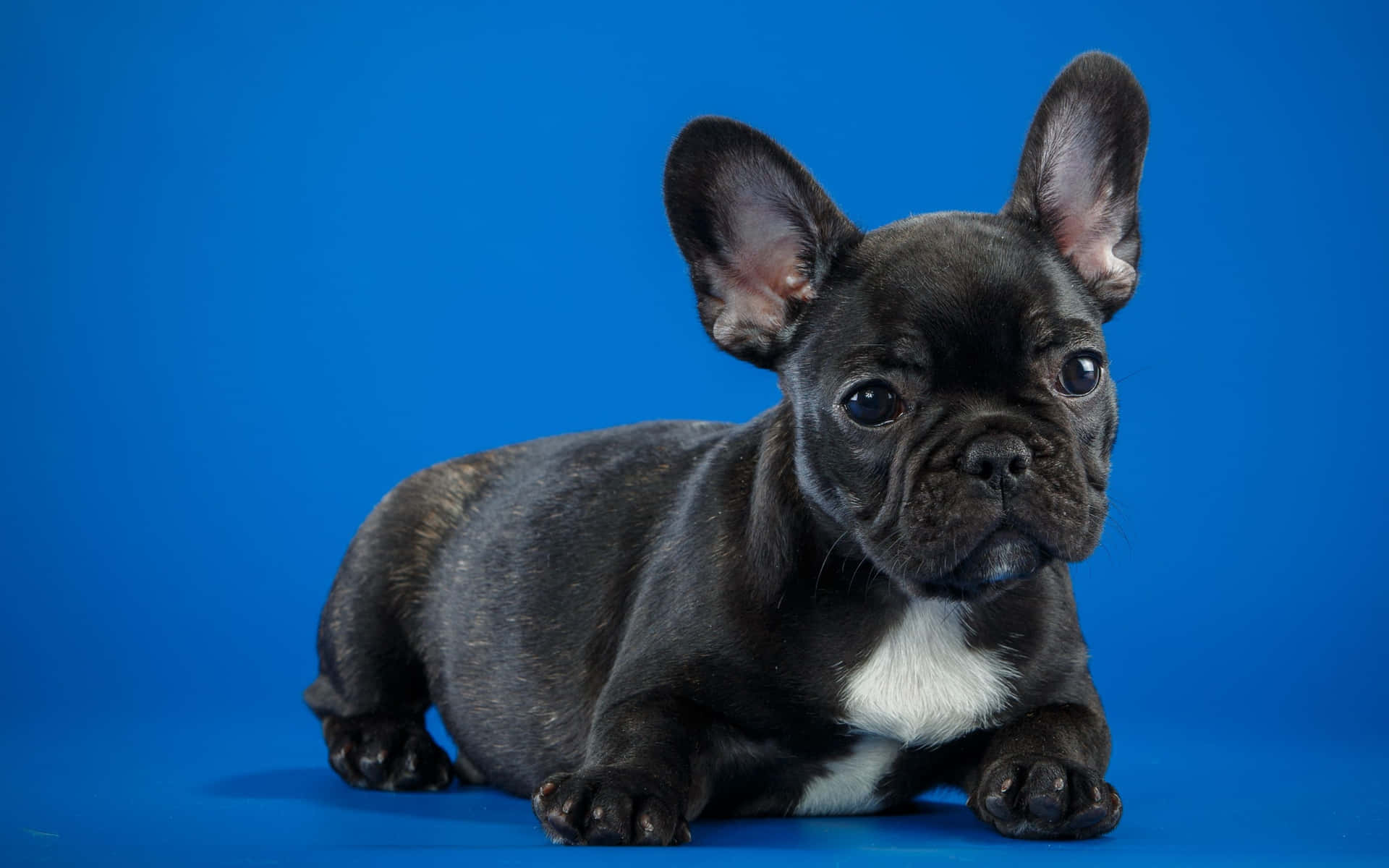 Imagende Cachorro Bulldog Color Azul Y Negro.