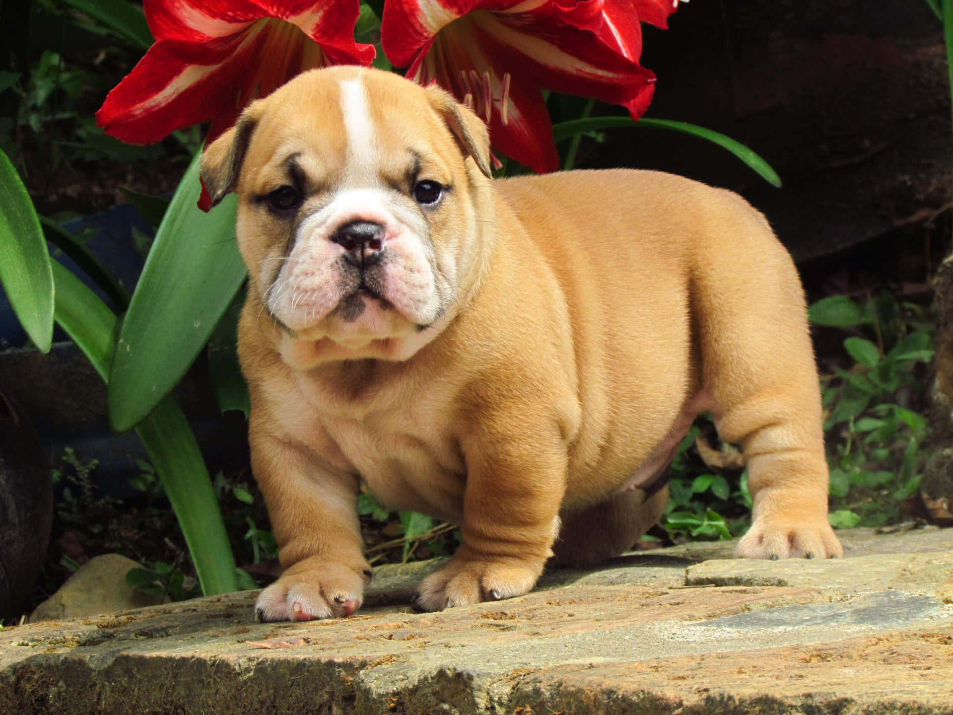 Download Cute Brown Puppy Bulldog Picture | Wallpapers.com