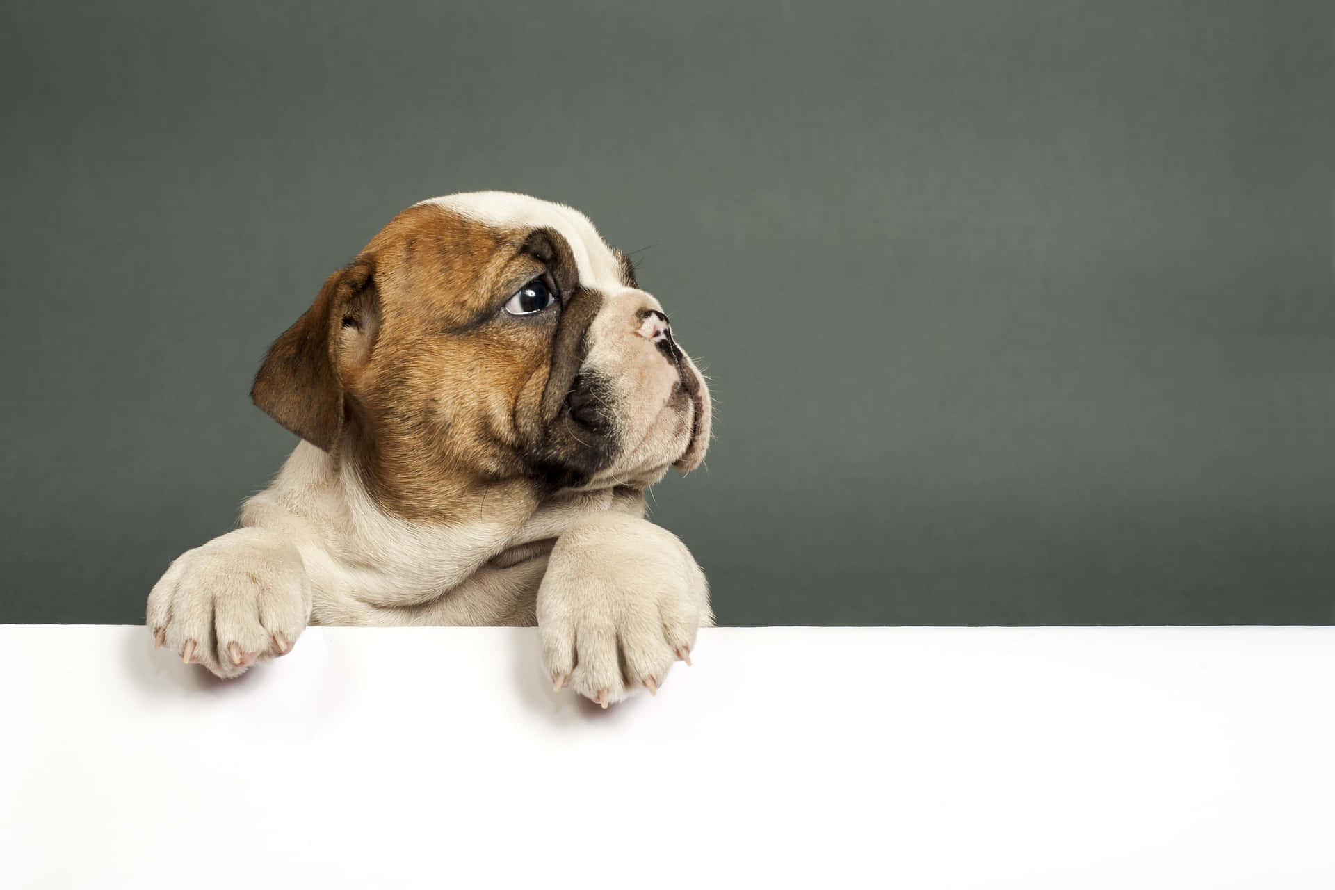 Lovely Adorable Puppy Bulldog Picture