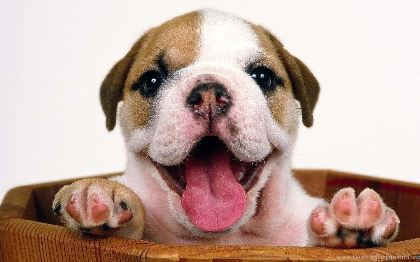 Puppy Bulldog Happy Face Picture