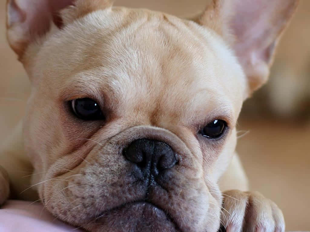 Adorabileimmagine Di Un Cucciolo Bulldog Con Un Naso Carino.