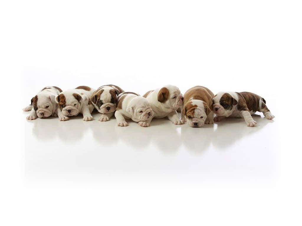 Many Little Puppy Bulldog Picture