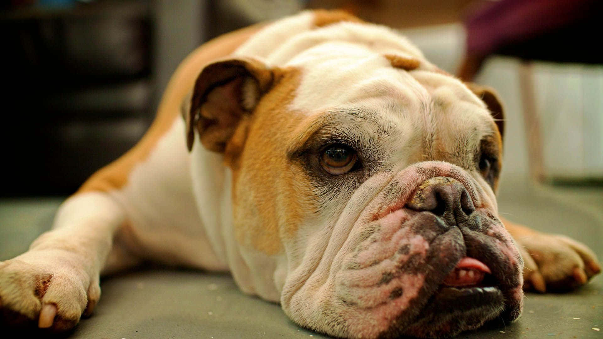Lying Down Puppy Bulldog Picture