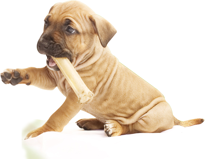 Puppy Chewing Bone PNG