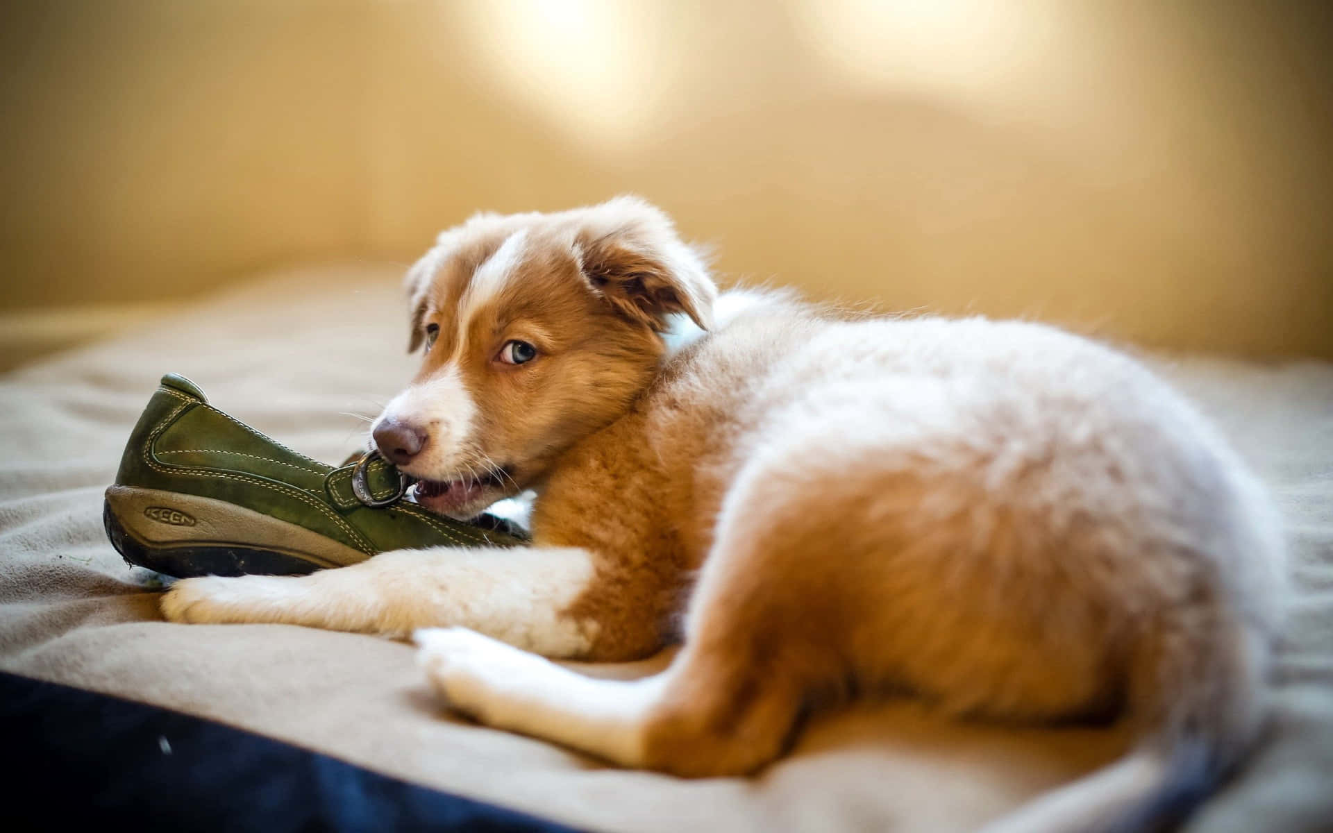 Puppy Kauwt Op Schoen Achtergrond